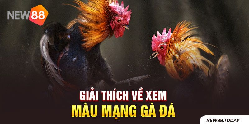 Giải thích về xem màu mạng gà đá